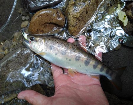 渓流ミノーイング　大イワナ！